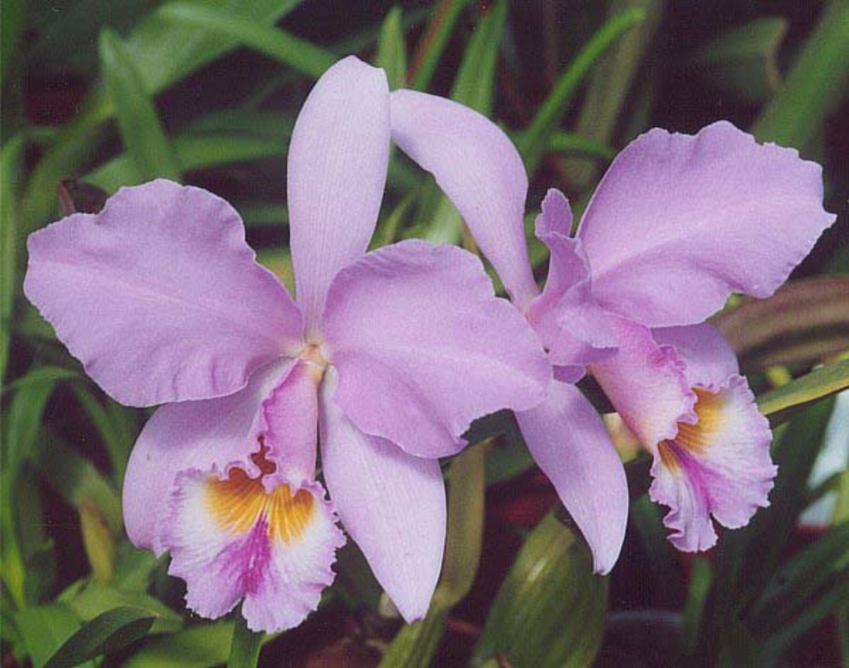 Cattleya Orchid.
