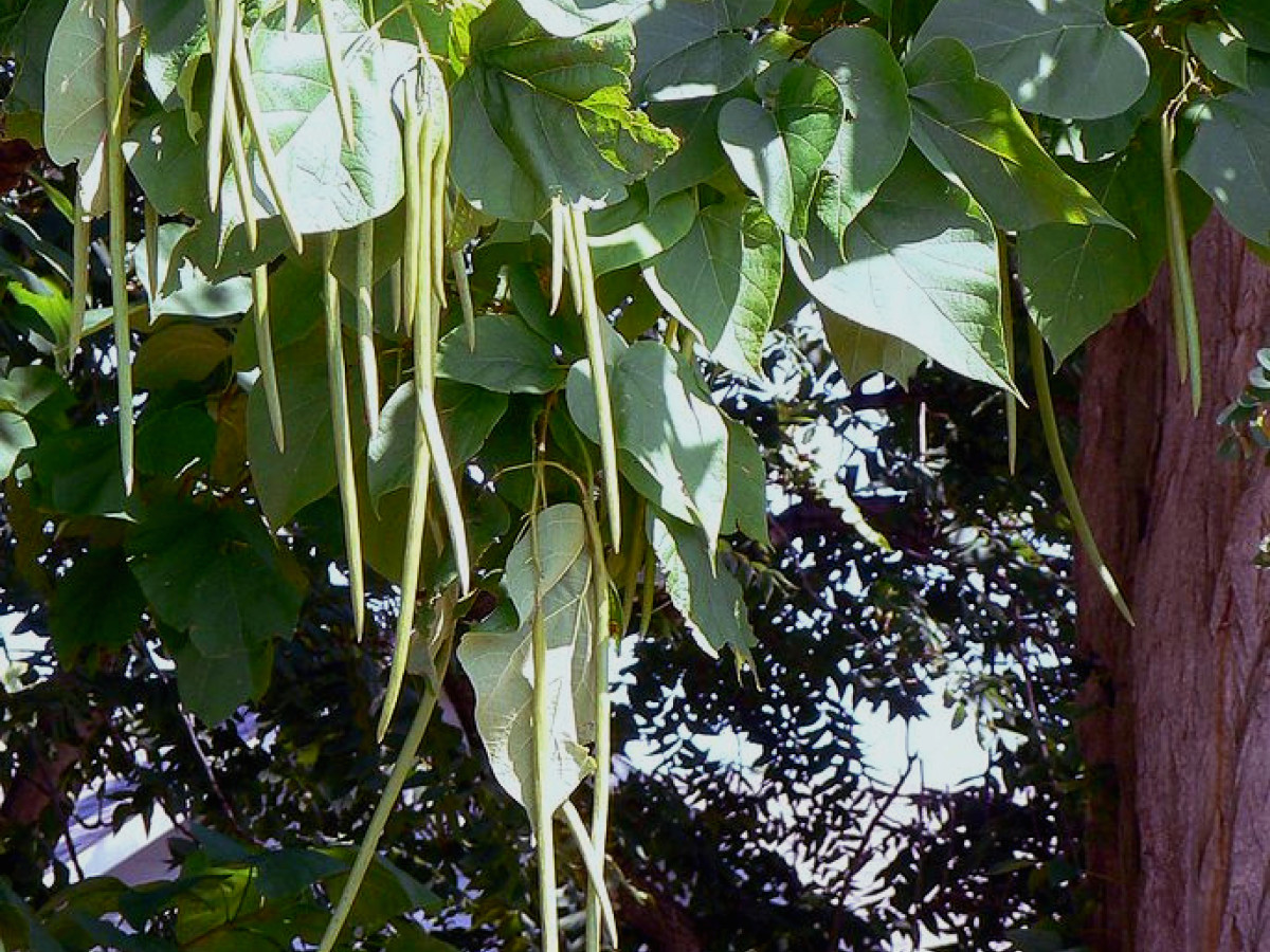Catalpa fruits are long, slender, and resemble bean pods