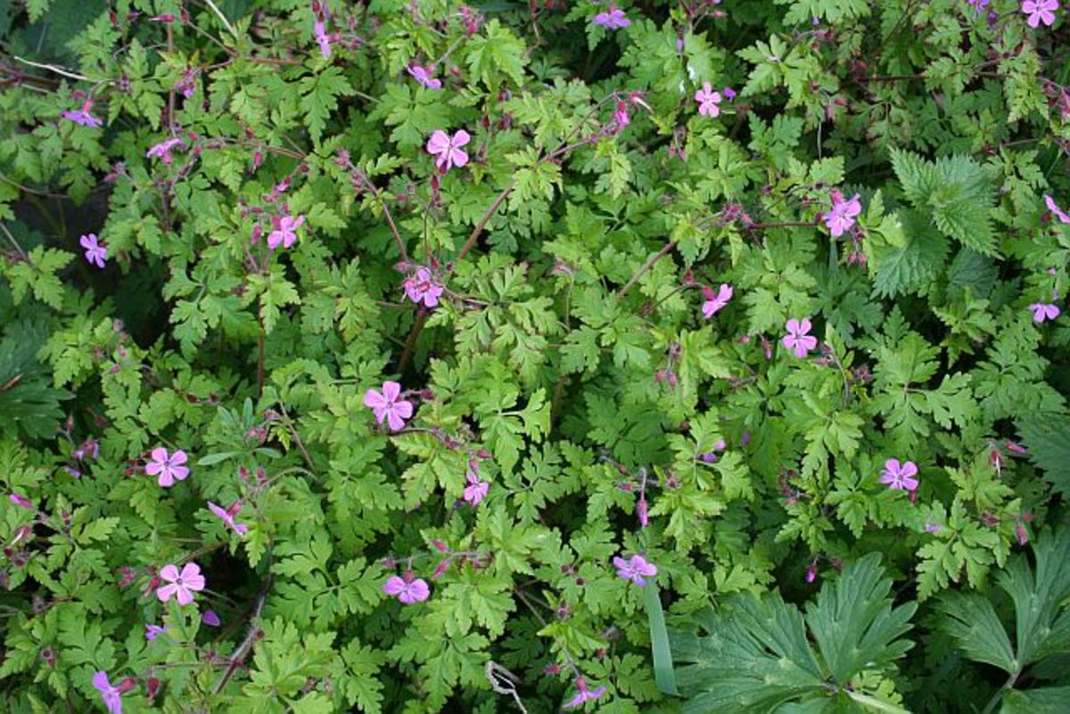 garden weeds identification purple