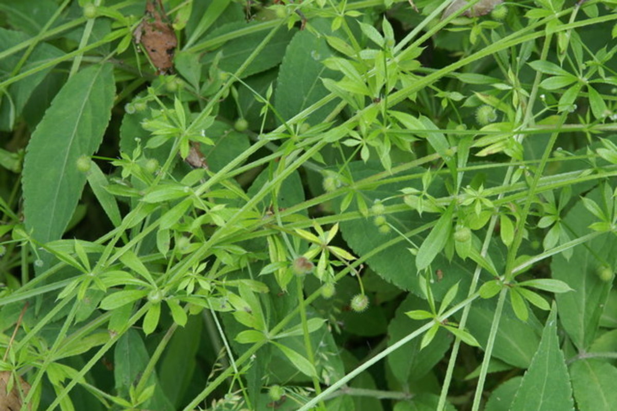 Cleavers, also known as robin-run-the-hedge, sticky willy, goosegrass etc.
