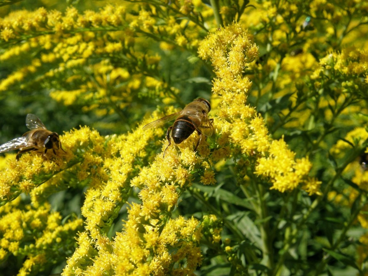 Goldenrod flowers attract bees and other beneficial insects.
