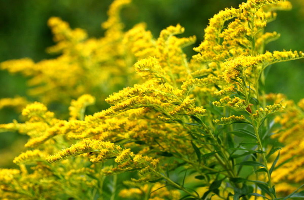 fall-color-goldenrod