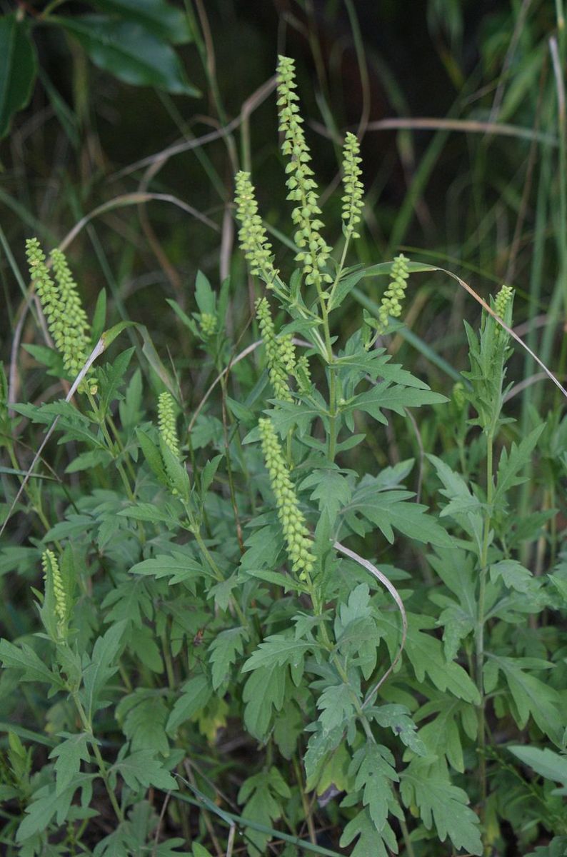 Ragweed flowers are smaller and less conspicuous than goldenrod flowers.