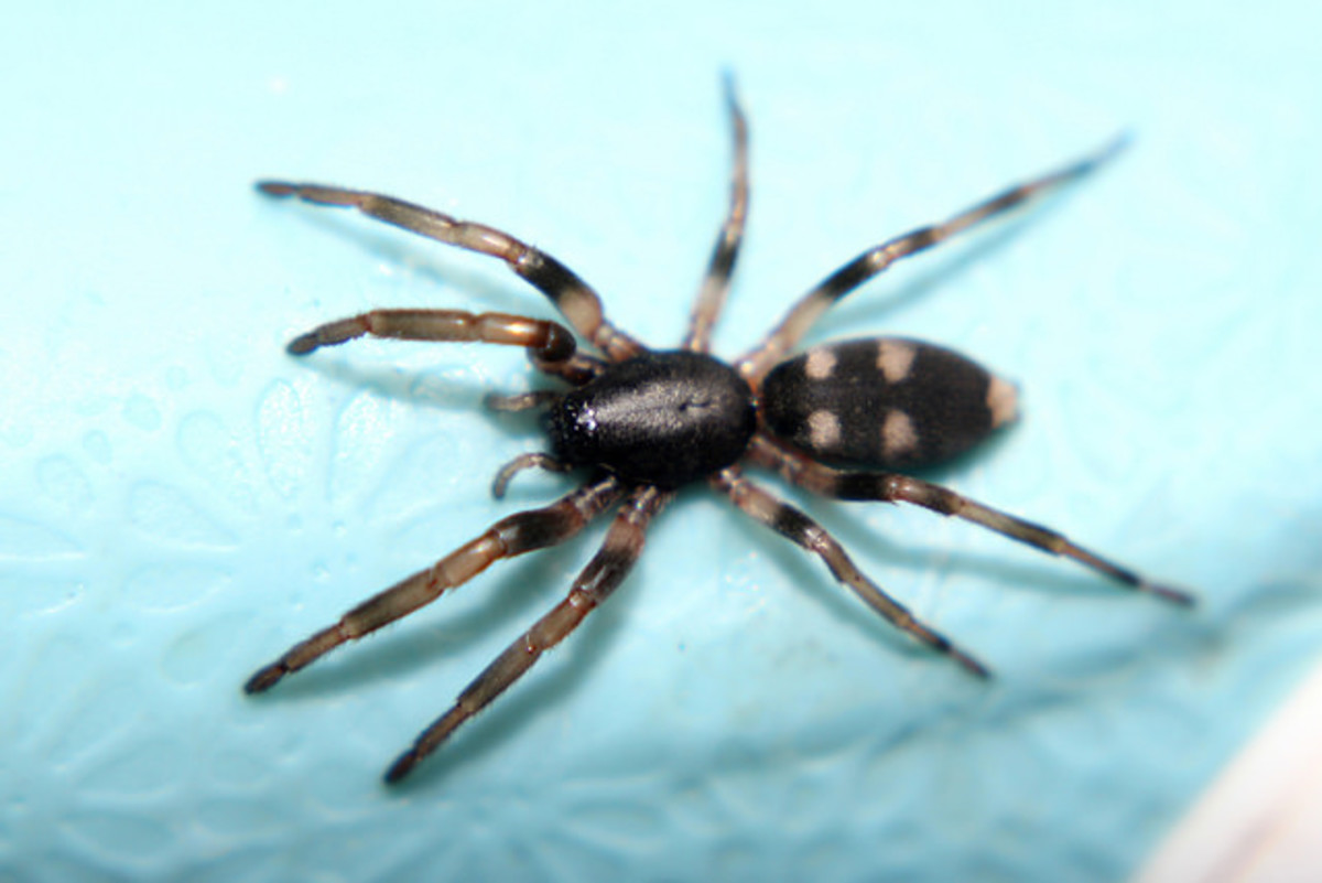 White-tail spider