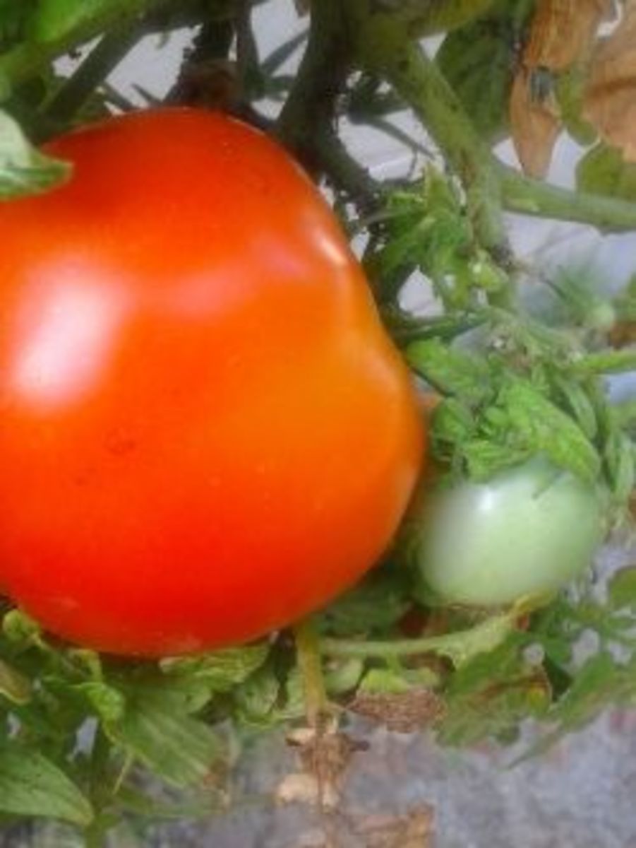 My tomato plants love my compost!