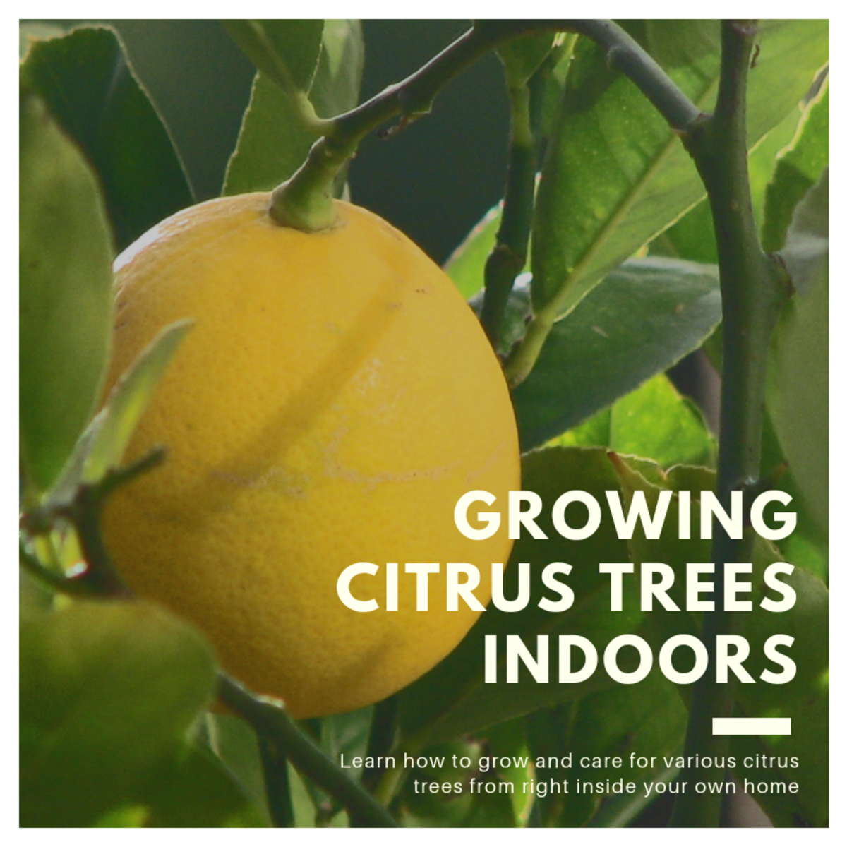 Growing citrus trees in containers indoors is easier than you might think, and this guide will show you everything you need to know.