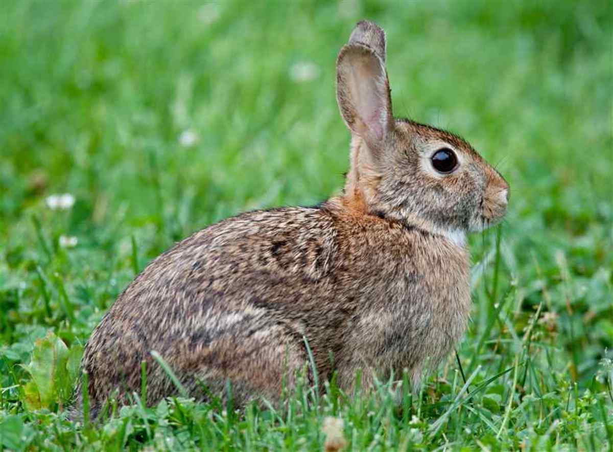 How does a rabbit's digestive system work?