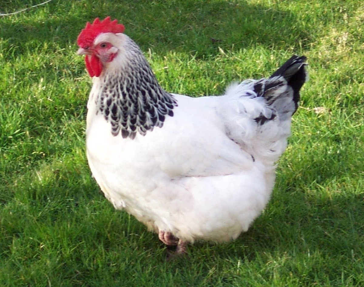 Dual Purpose Chicken Breeds – The Cheshire Horse
