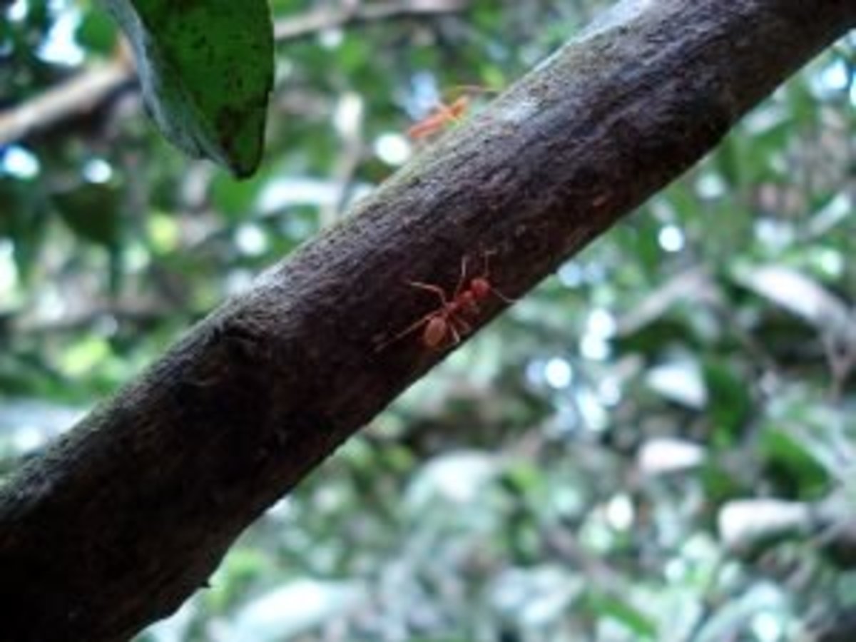 how-to-treat-fire-ant-bites