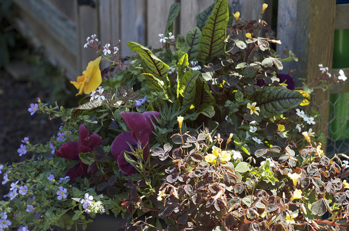 A plentiful overflow of flowers in containers add to the full  and lush look.