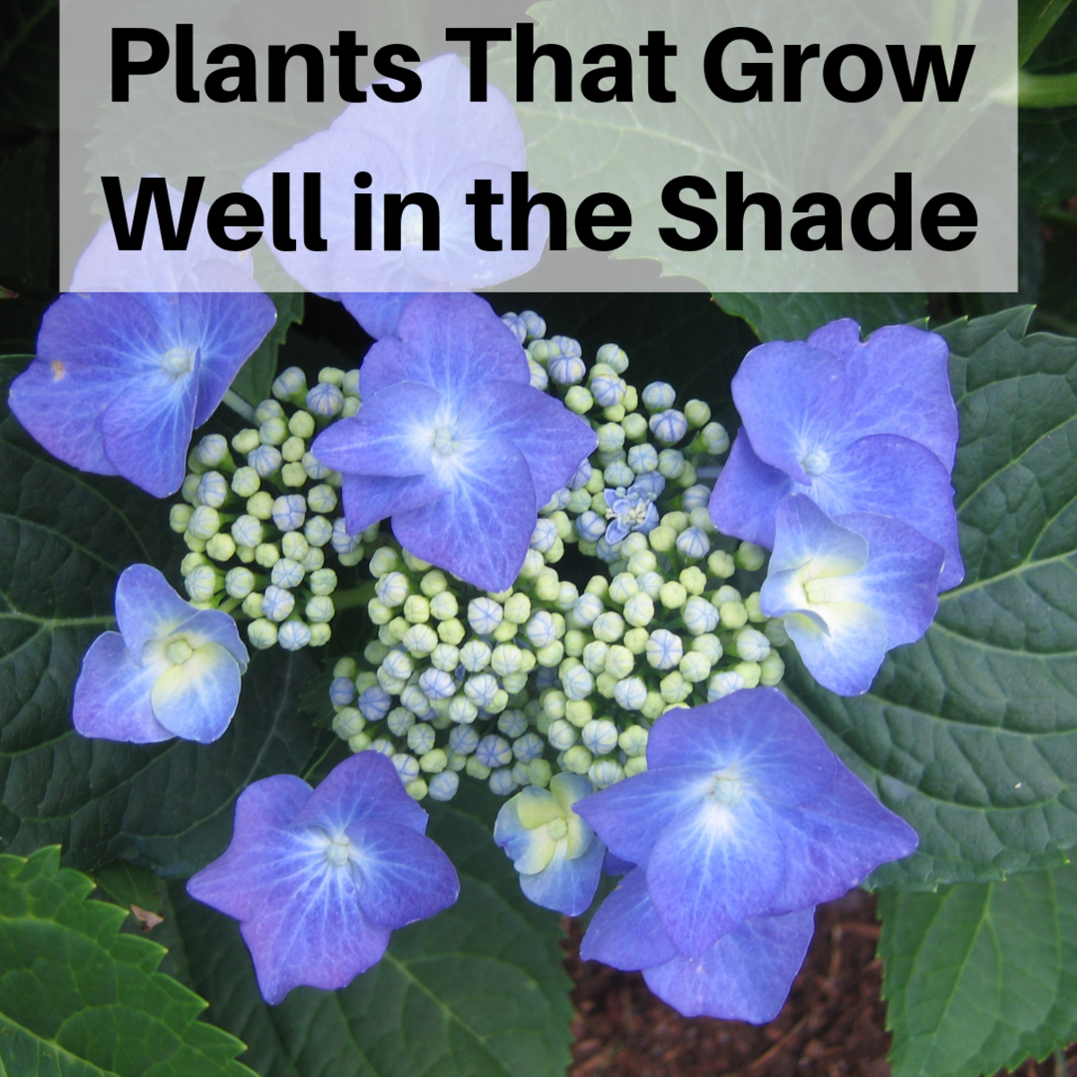 Plants That Will Grow in the Shade