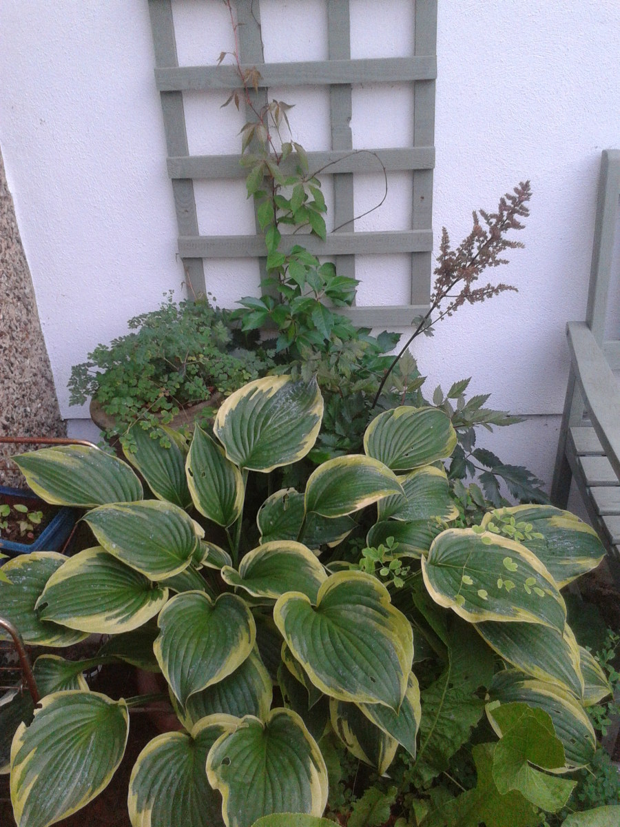 Hostas are perennials that grow well in pots.