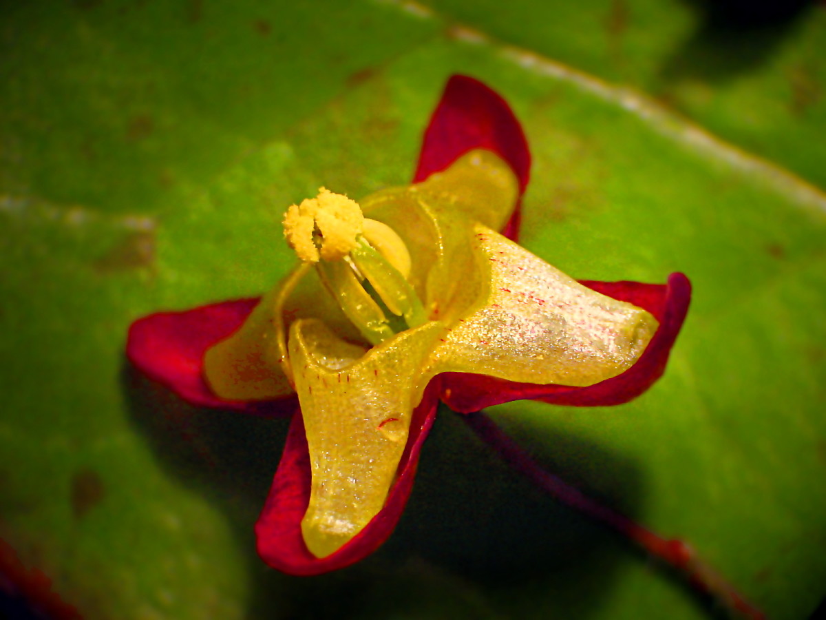 Epimedium are low-lying ground cover plants that can provide very interesting colour patterns.