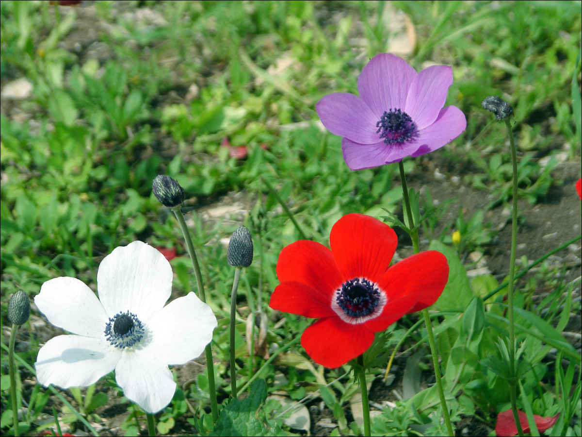 Anemone de Caen come in various brilliant hues of red, pink, purple and white.