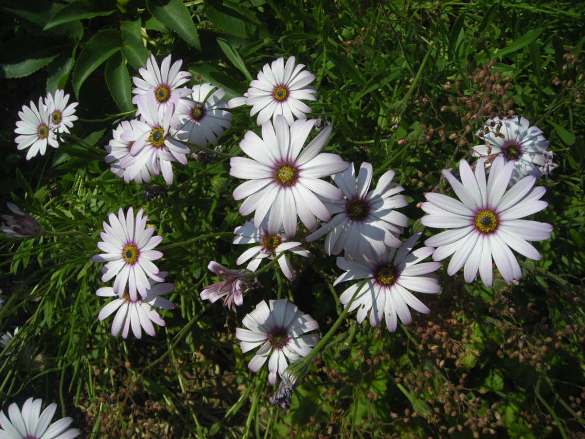 African Daisies are long-flowering plants, beginning in June and continuing on to October.