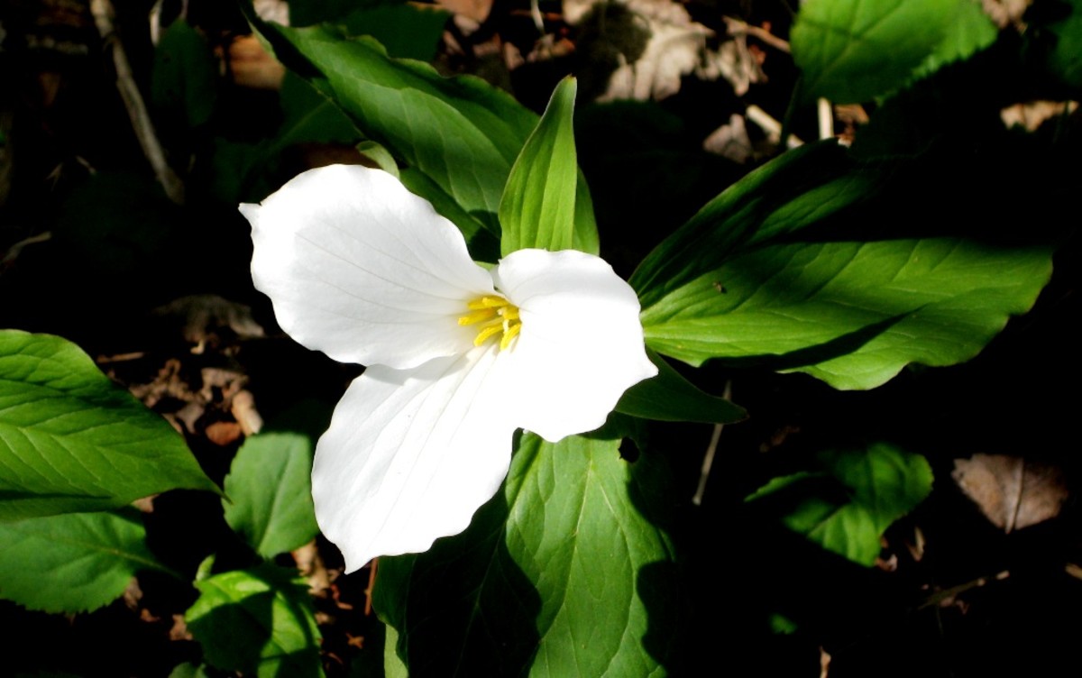 Trilliums look particularly good planted under shrubs and roses.