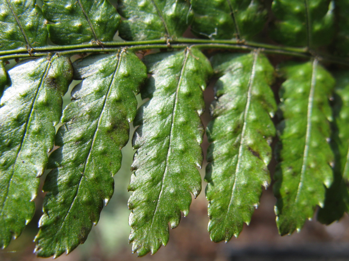 Buckler Fern are yet another shade-tolerant plant that you can grow in your garden.