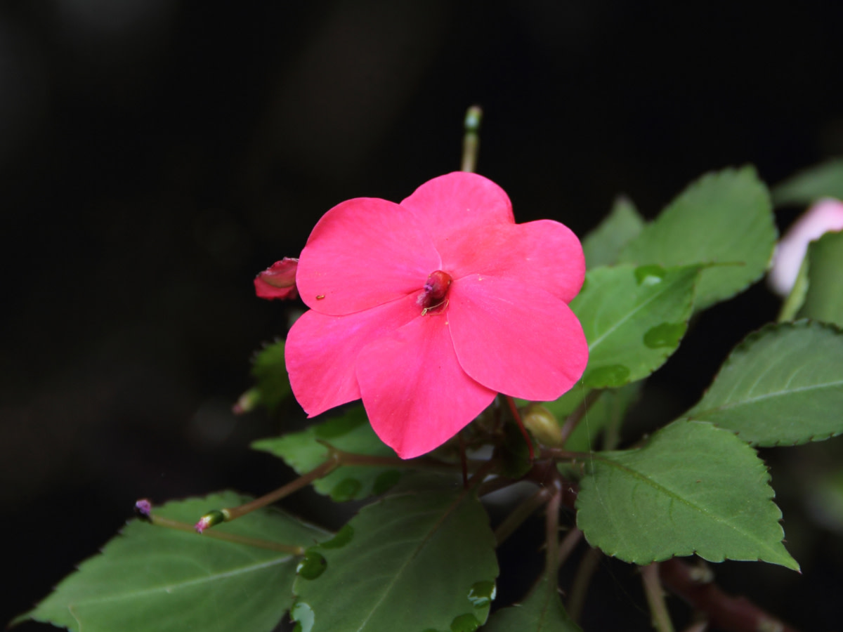 This Impatiens walleriana beams forth brilliant hues of pink and red.