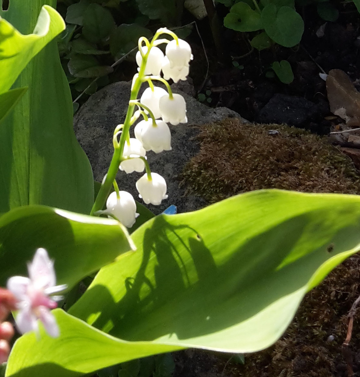 The delicate Lily-of-the-Valley provides beautiful blooms in the spring.