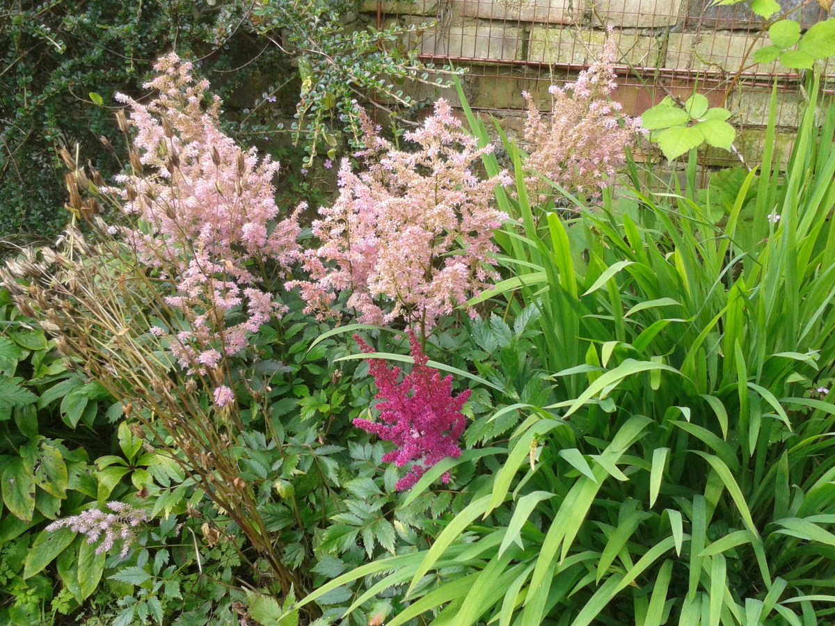 The pink and purple feathery plumes of this Astilbe are wondrous.