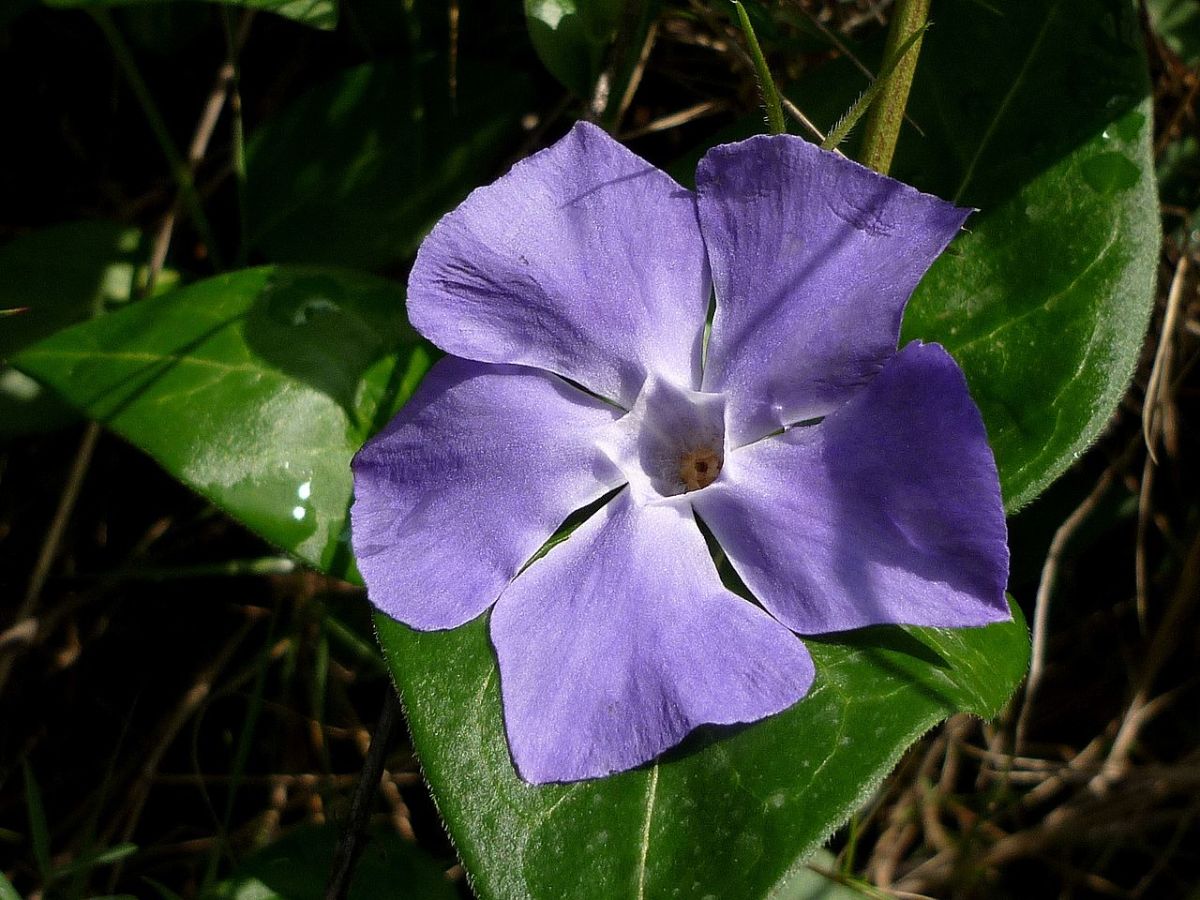 Vinca major is also known as periwinkle.