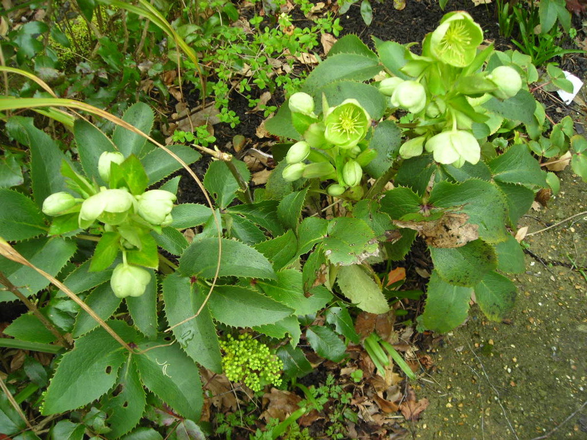 Hellebore has a long flowering period from late winter to late spring.