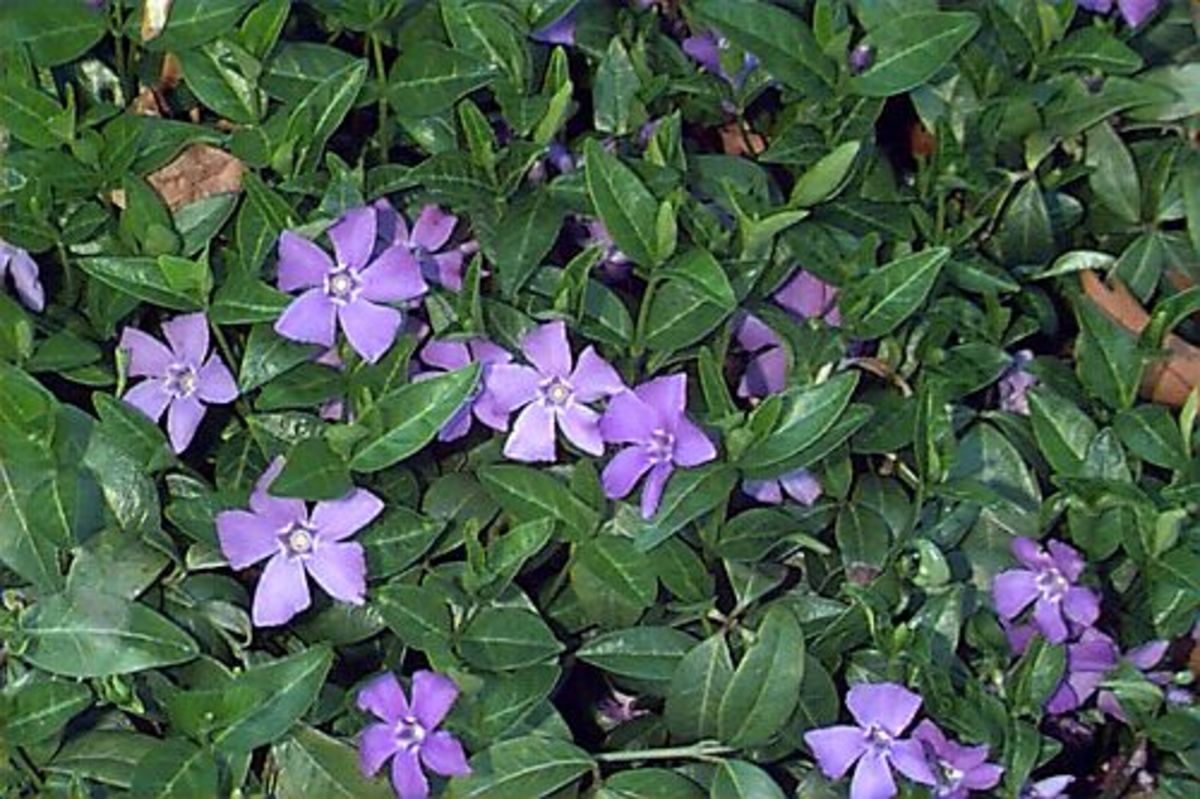 Vinca minor makes good ground cover and even grows under trees.