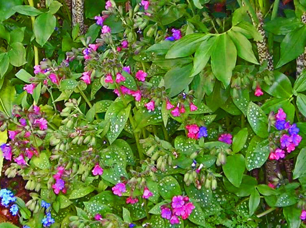 Pulmonaria has speckled leaves which provide interest before and after it flowers in spring.