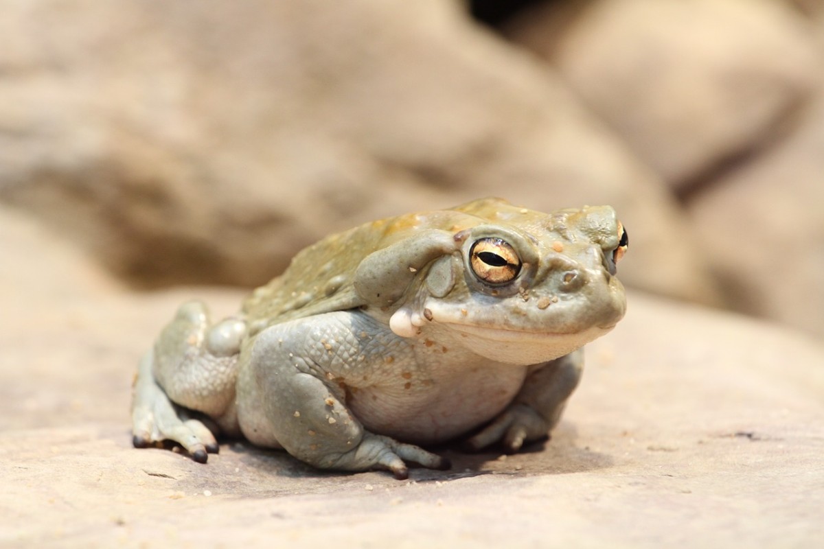 The Wamlingebo Frog 
