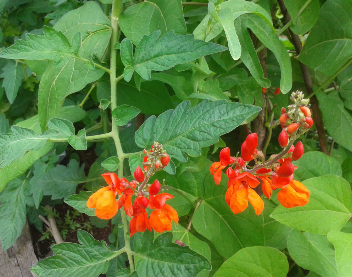 Runner beans' red flowers are so beautiful!