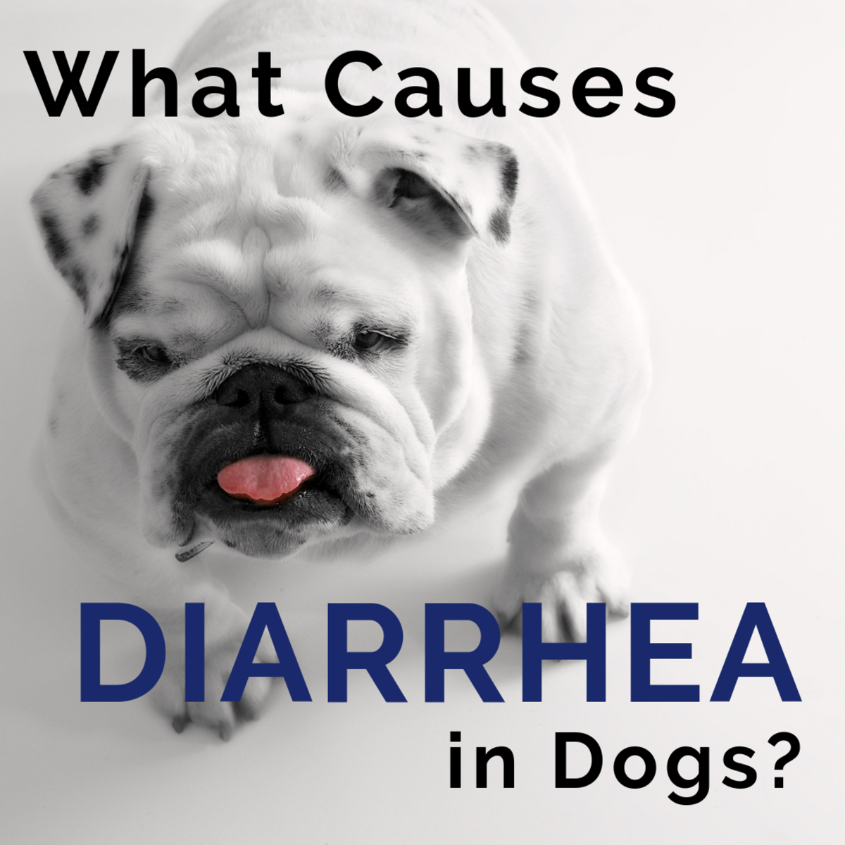 Dog Diarrhea: Causes and Treatment