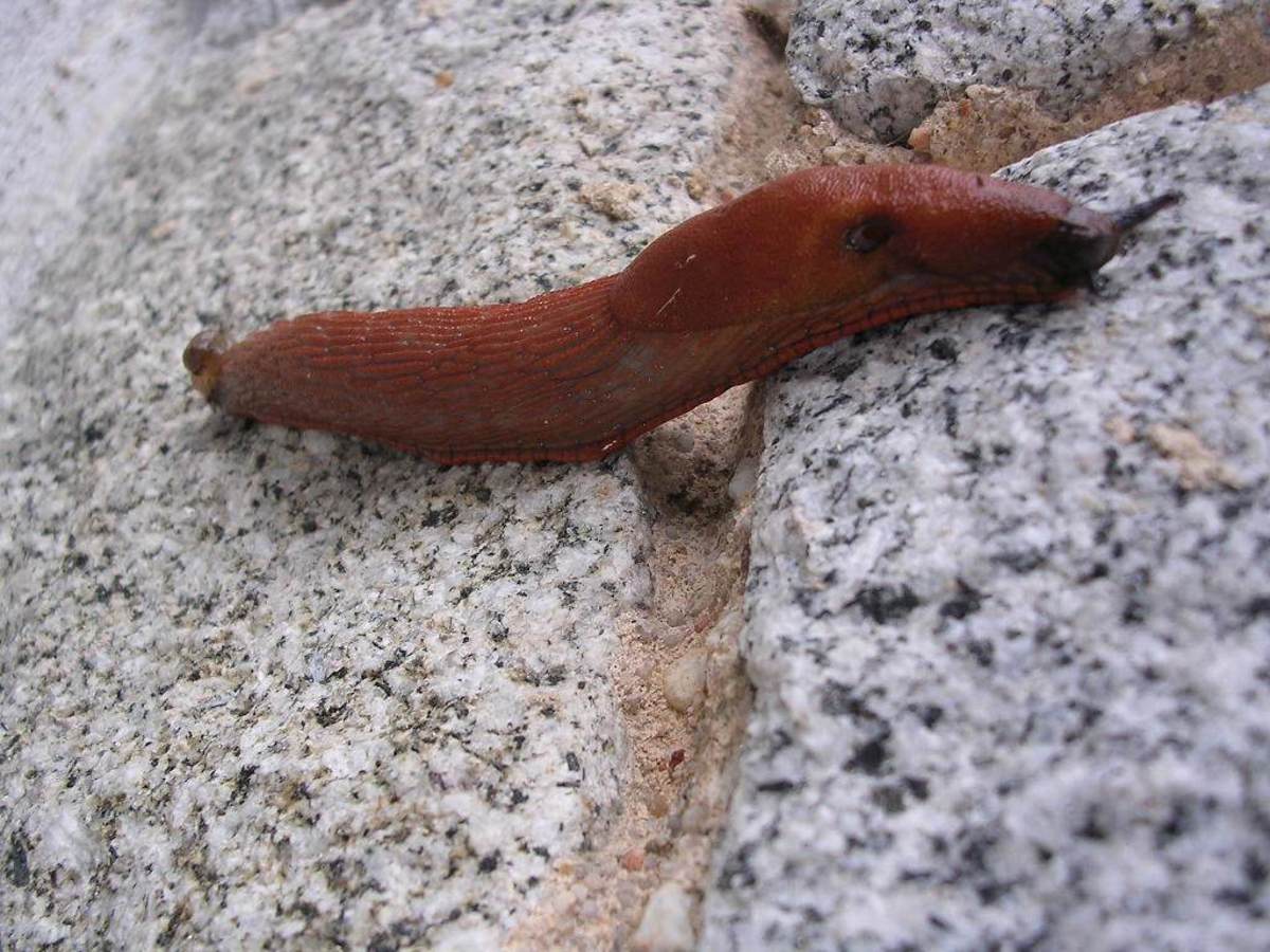 The Common Brown Slug