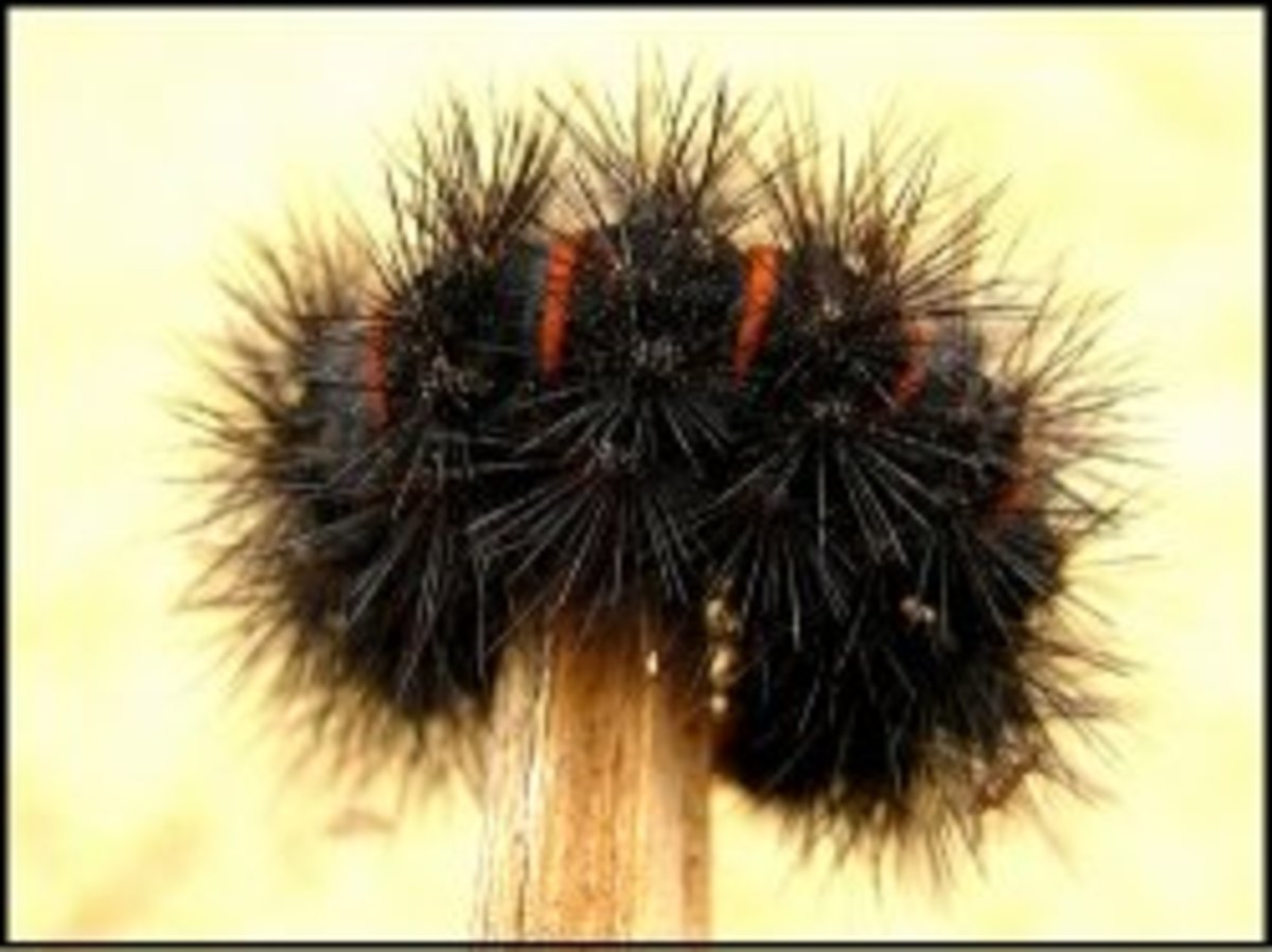 Black Fuzzy Caterpillar