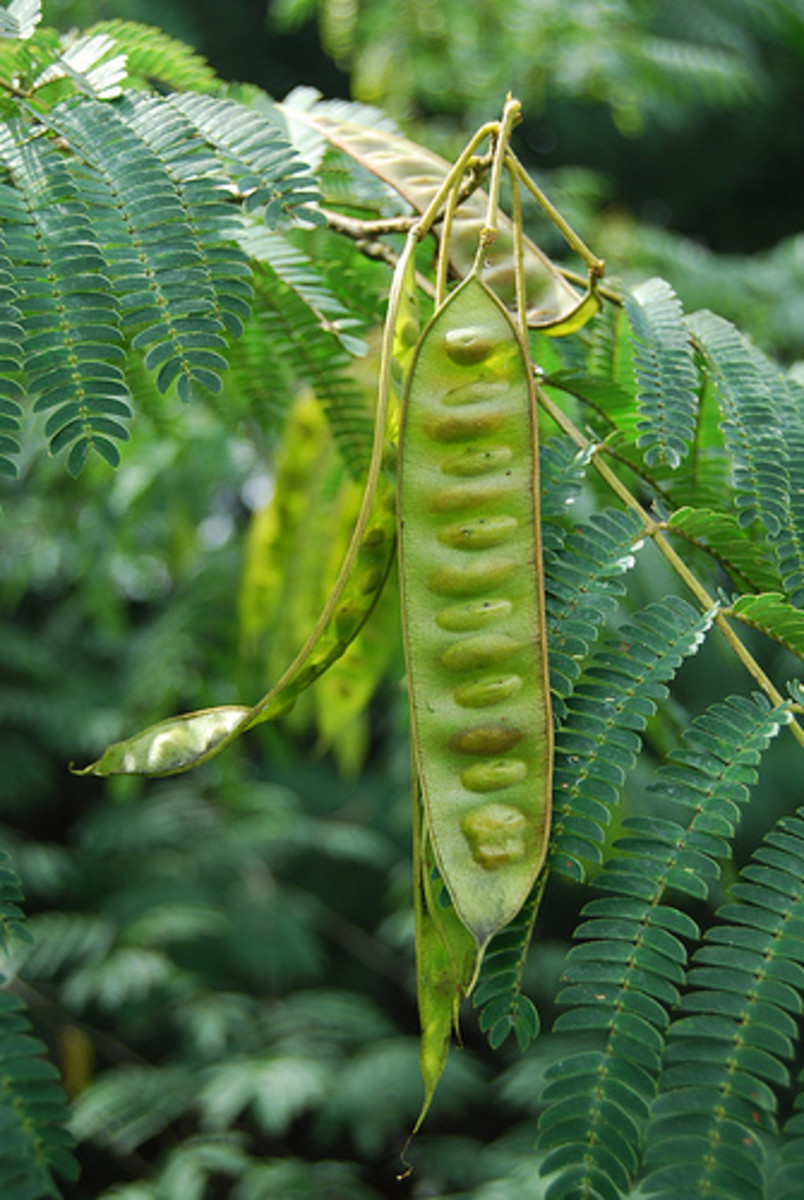 Mimosa tree hot sale poisonous to dogs