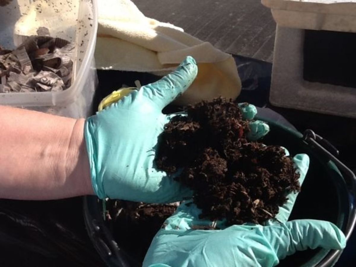 Rich "black gold" worm castings compost.