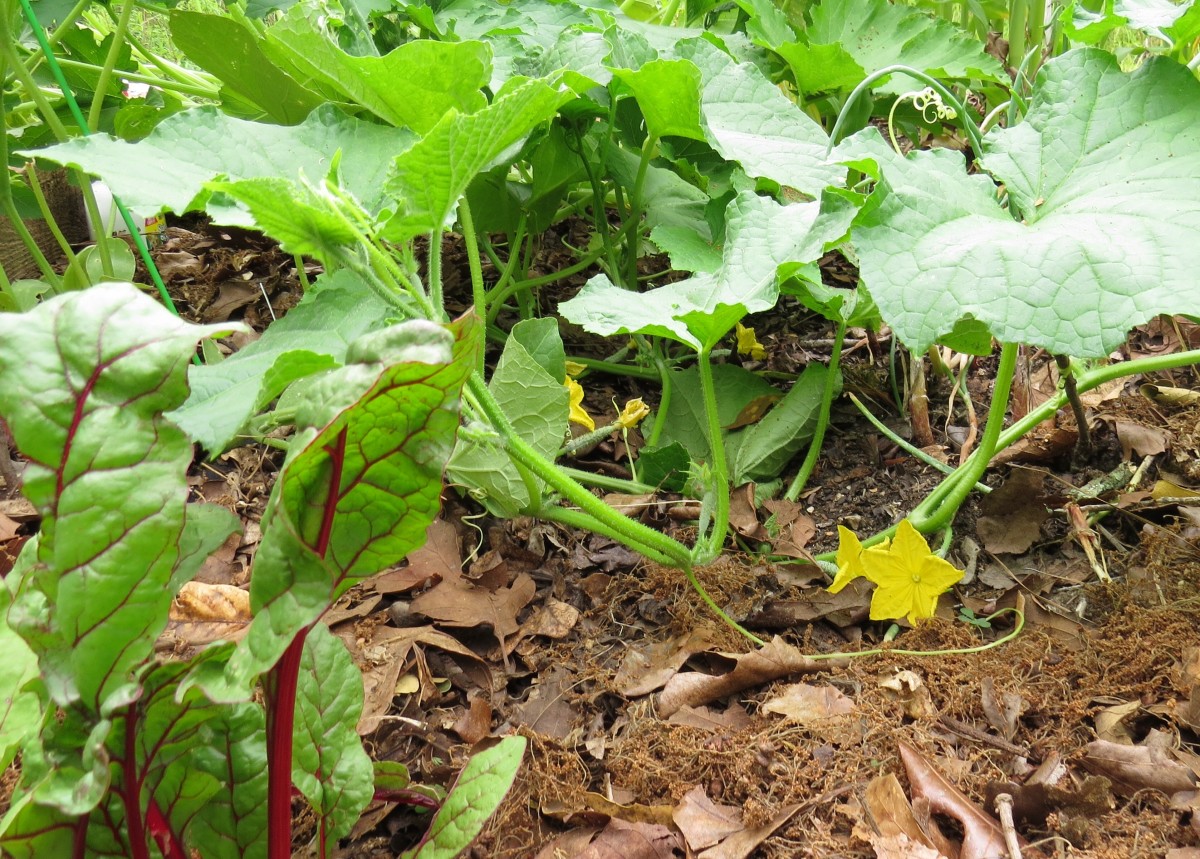 Cucumbers and Swiss chard in a lasagna garden, which is mulched with leaves and pine straw.