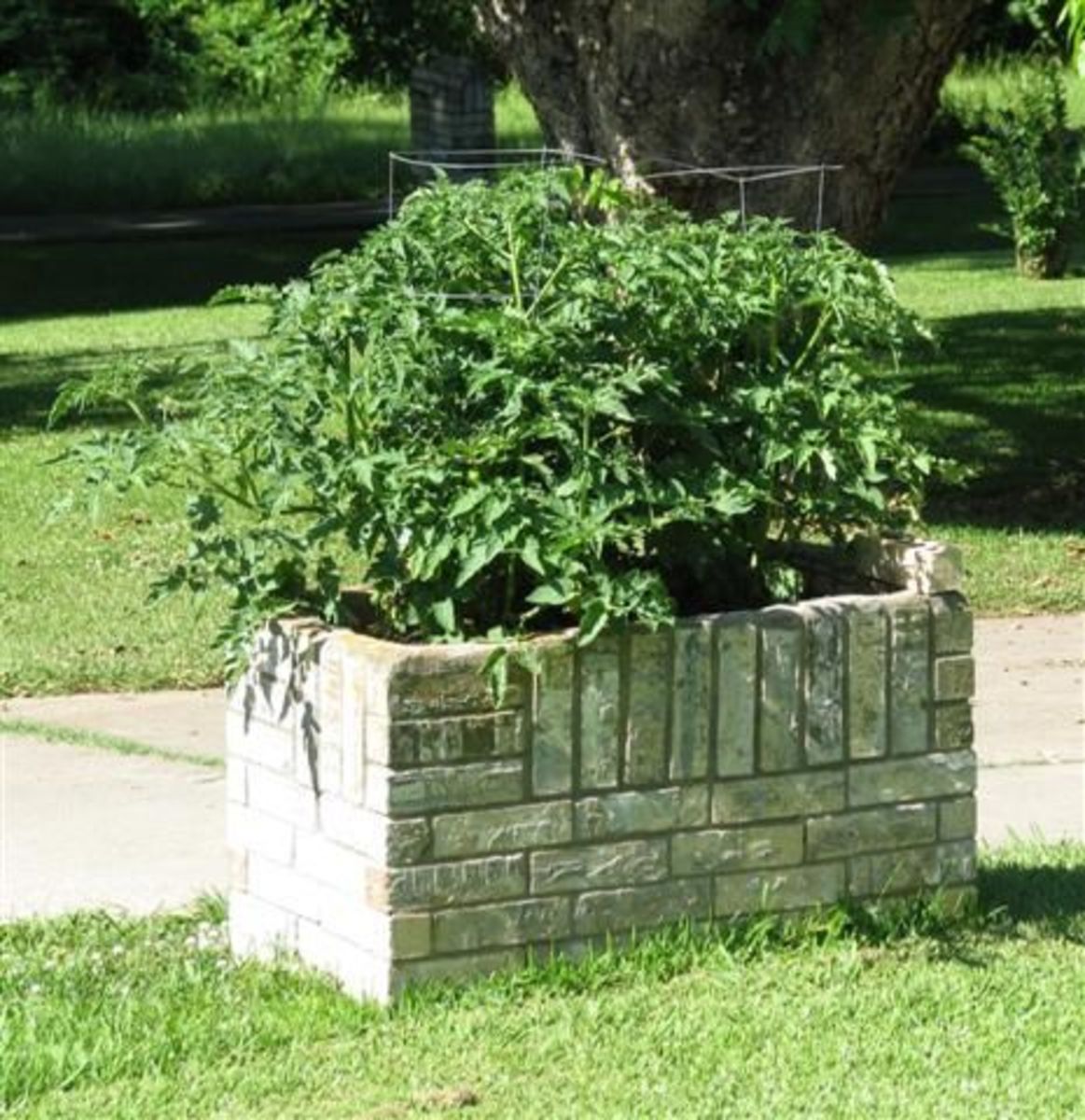 Tomato plants growing in an ornamental planter.
