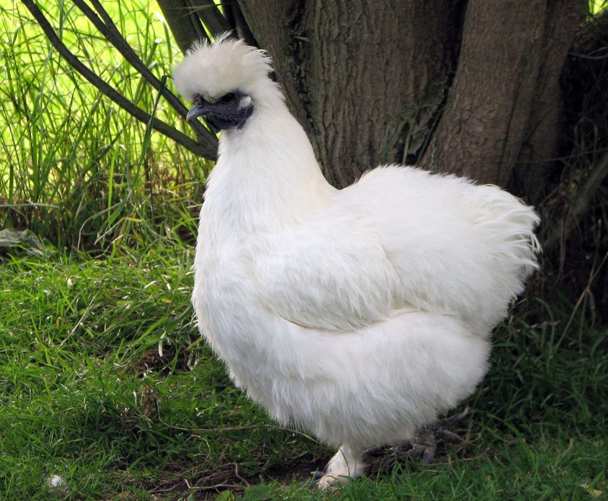 Silkies are a unique breed of chicken. Read on the learn about what makes them so special. 