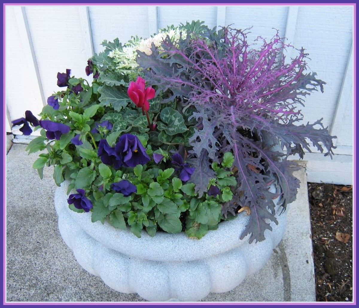 Purple flowers in a white urn