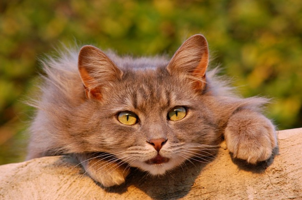 5 Myths About Your Angry Cat and How You Can Help