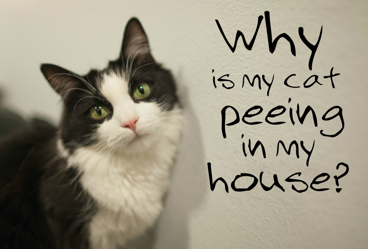 Is your cat urinating in the house suddenly? This behavior can mean more than meets the eye. Learn how to decipher this unusual conduct.