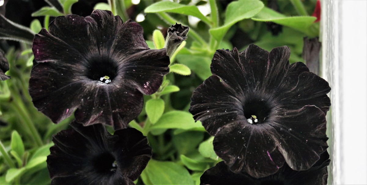 Black petunia.