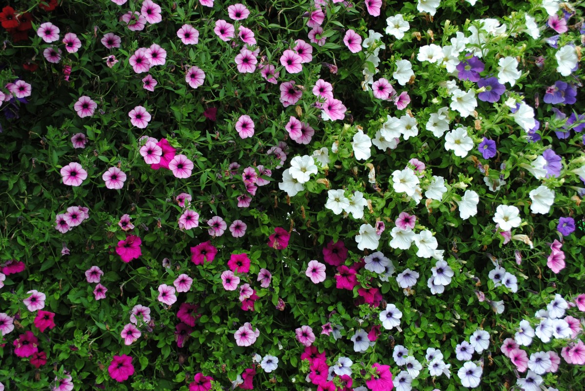 All About the Different Types of Petunias Dengarden