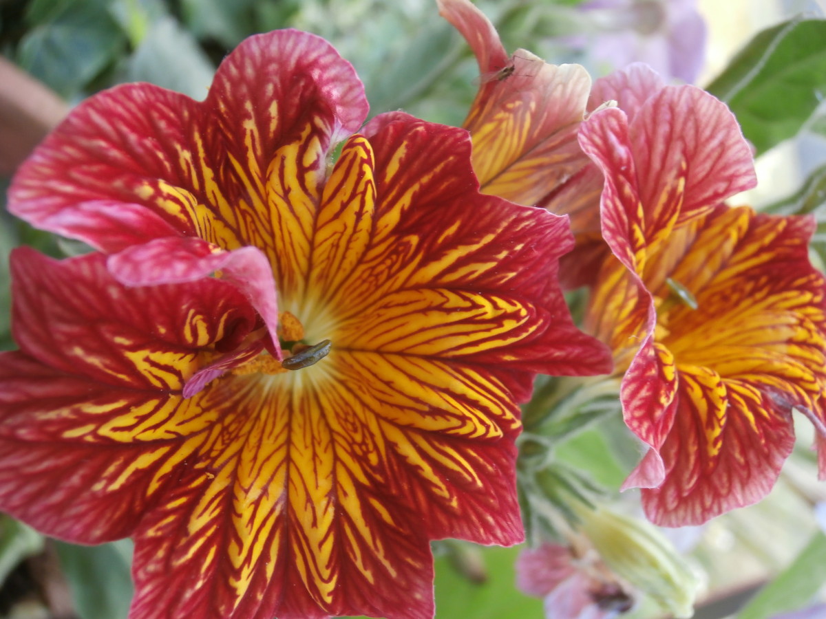 Petunias that are striped like a tiger.