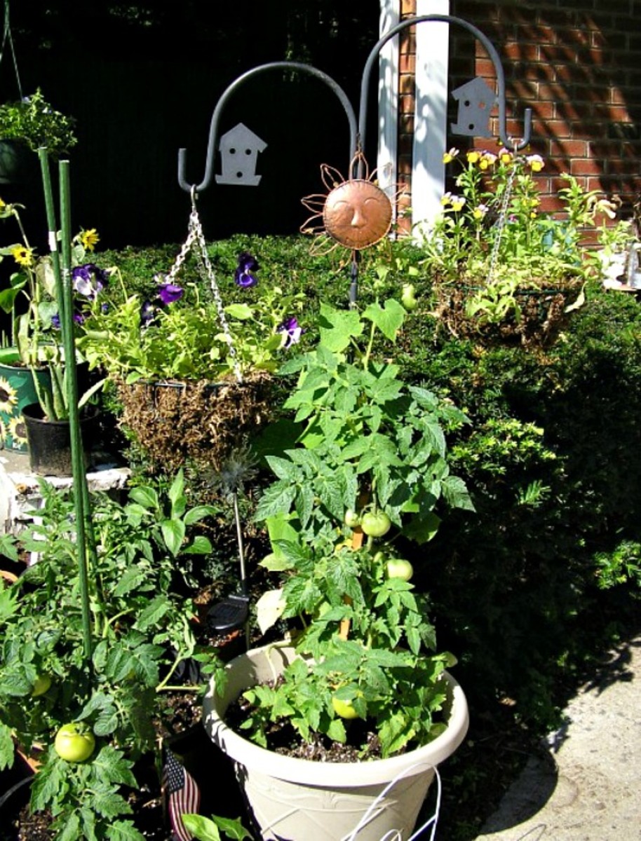 container-tomato-gardening