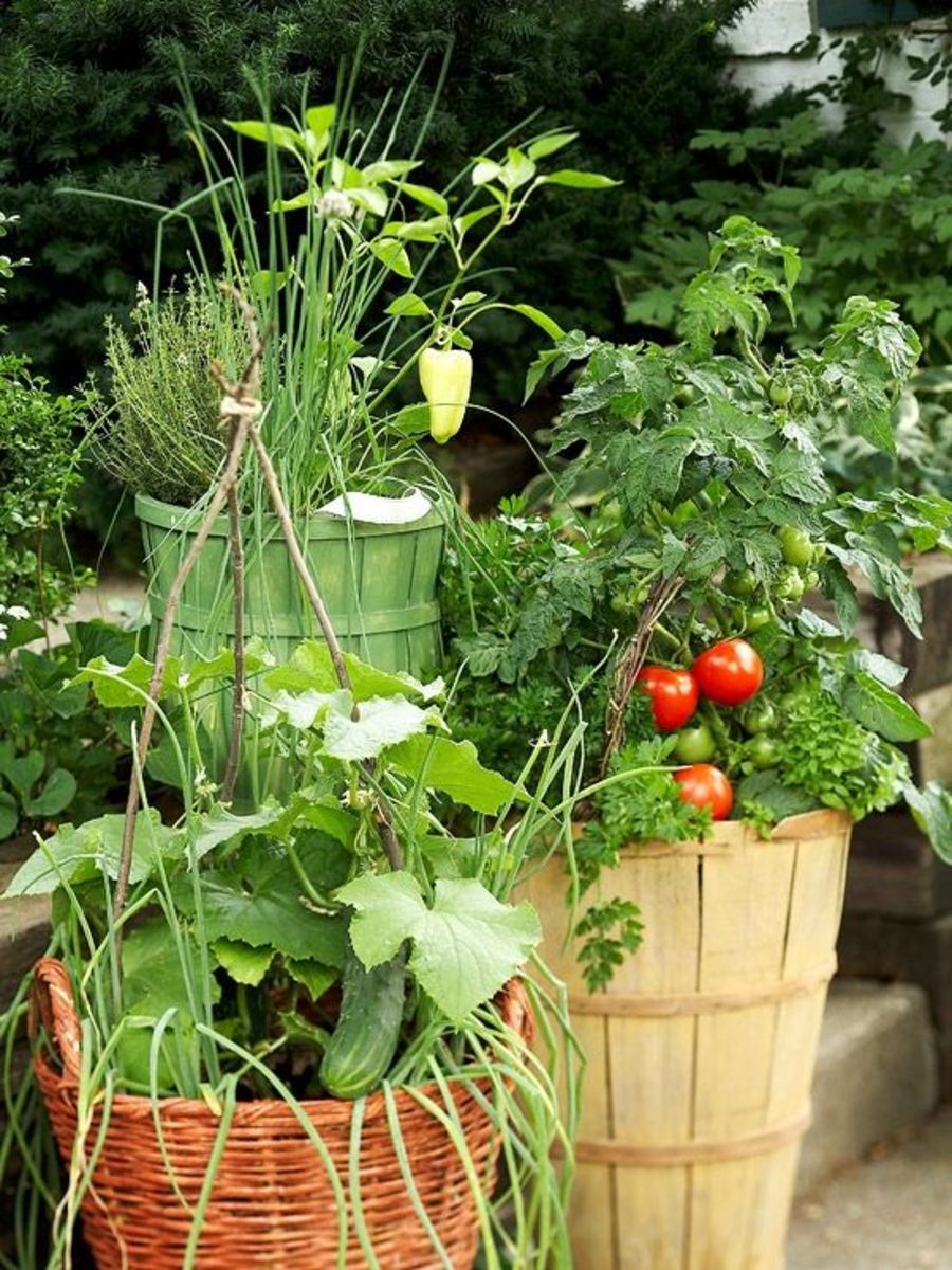 Fresh Ideas for Growing Vegetables in Containers