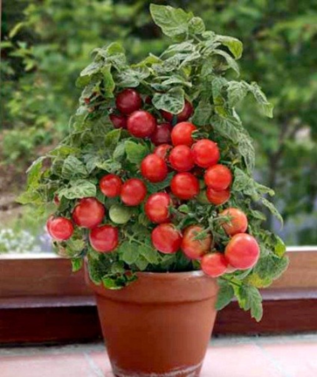 How To Plant Cherry Tomato In Pot At Pedro Komar Blog