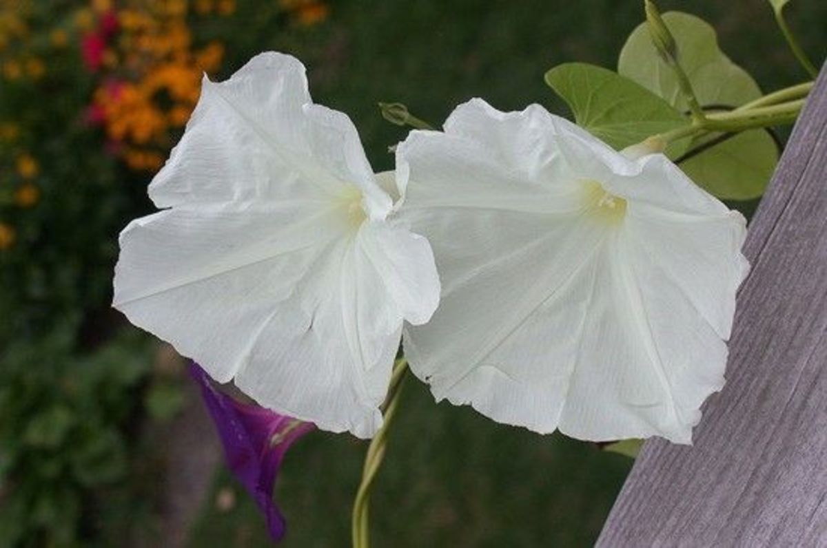 How to Grow Moonflowers: Night-Blooming Plants