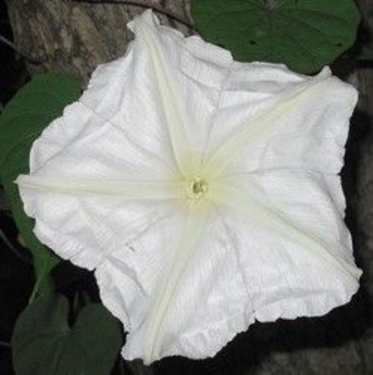 Moonflowers NightBlooming Plants Dengarden Home and Garden