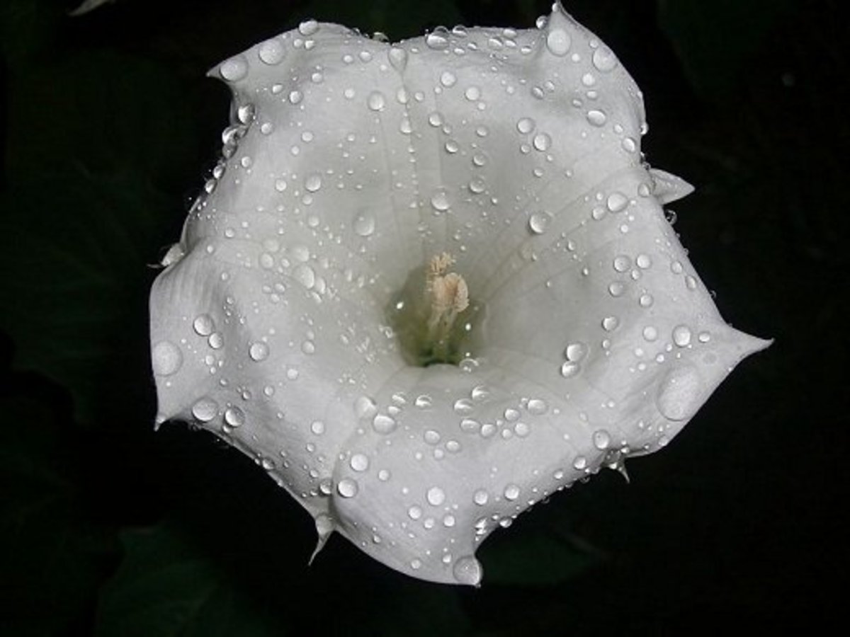 Datura innoxia, also known as a moonflower.